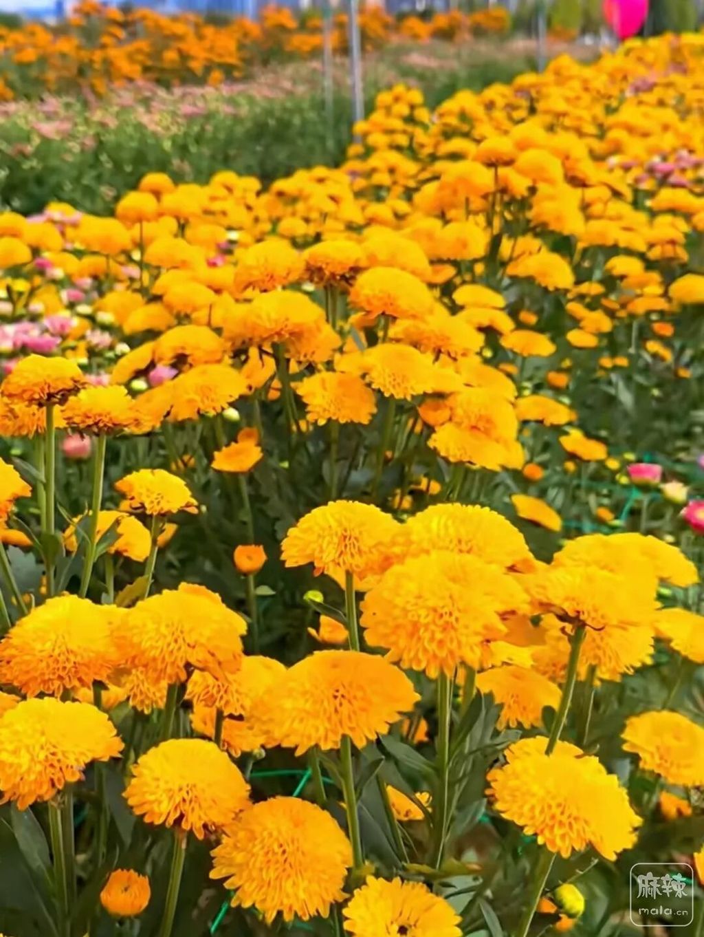 b4bf2e0dc6a6445ea53806eae7974d84~tplv-tt-origin-web:gif.jpeg