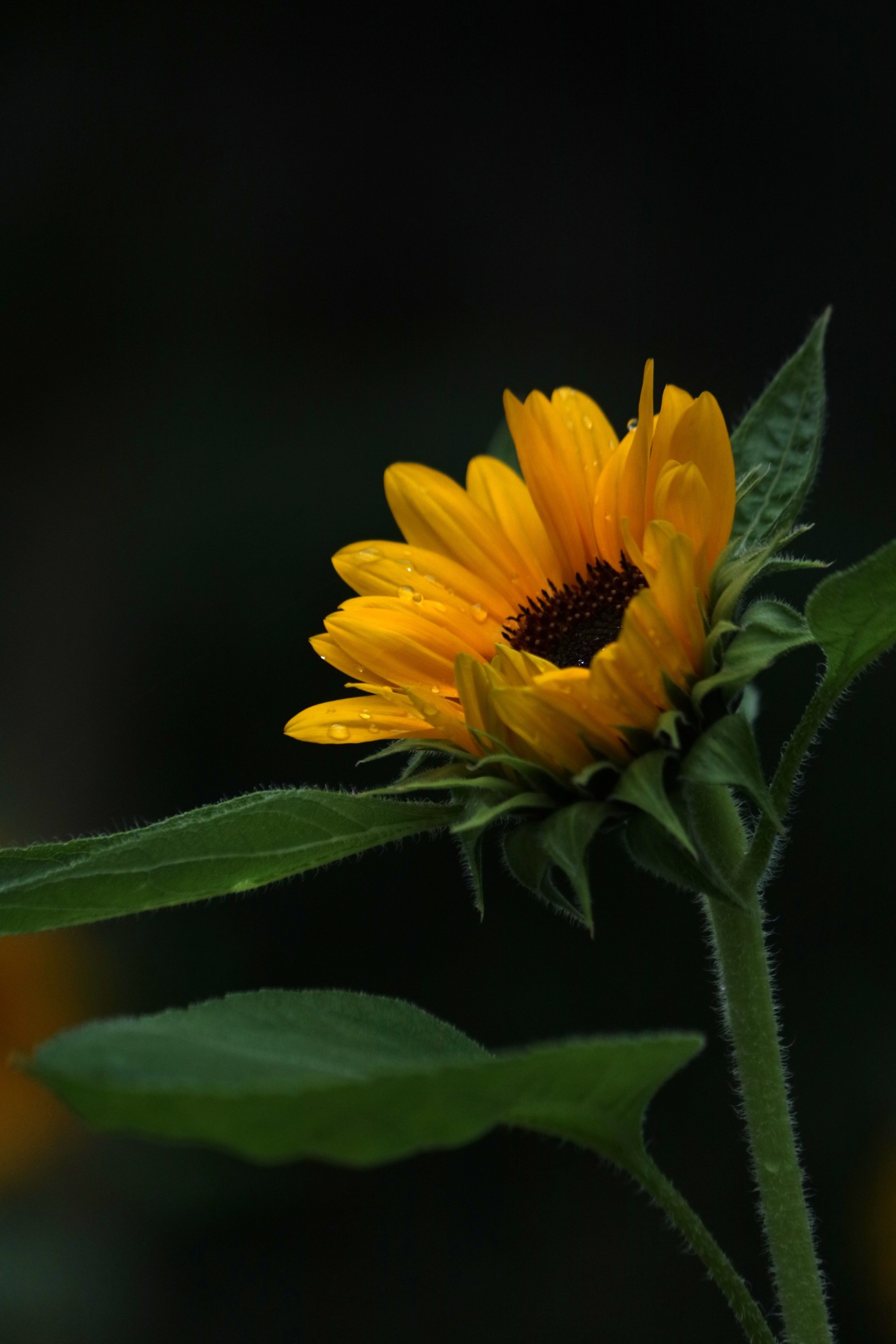 IMG_7875.JPG