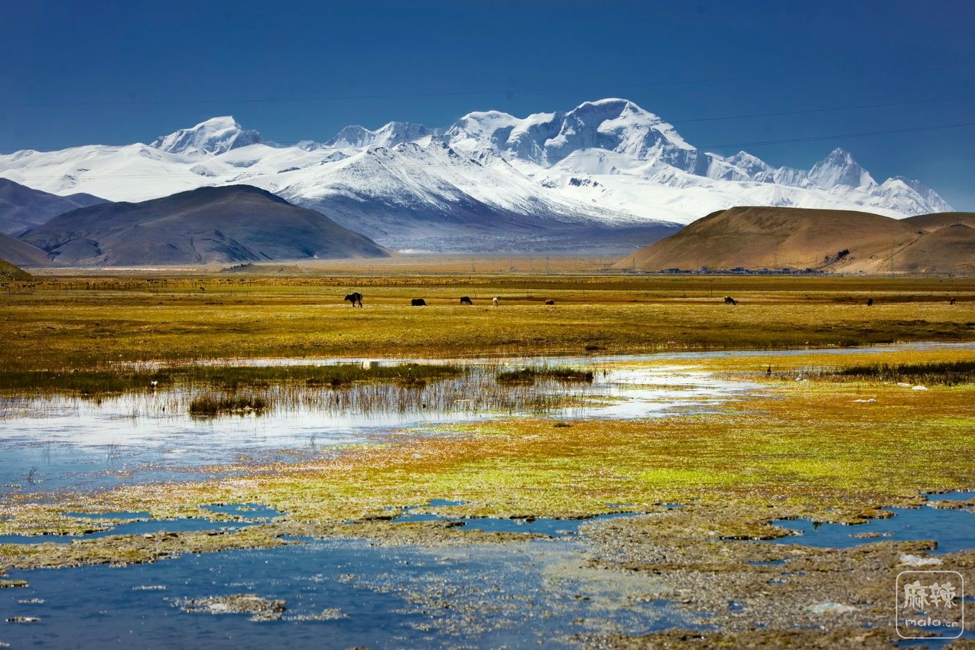 _MG_6465.jpg