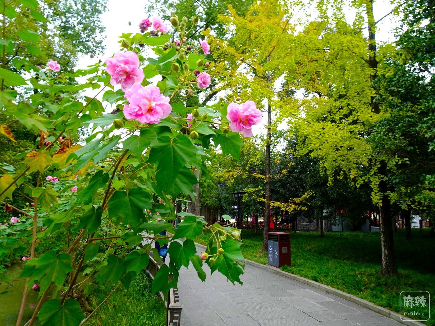 DSC00556.JPG