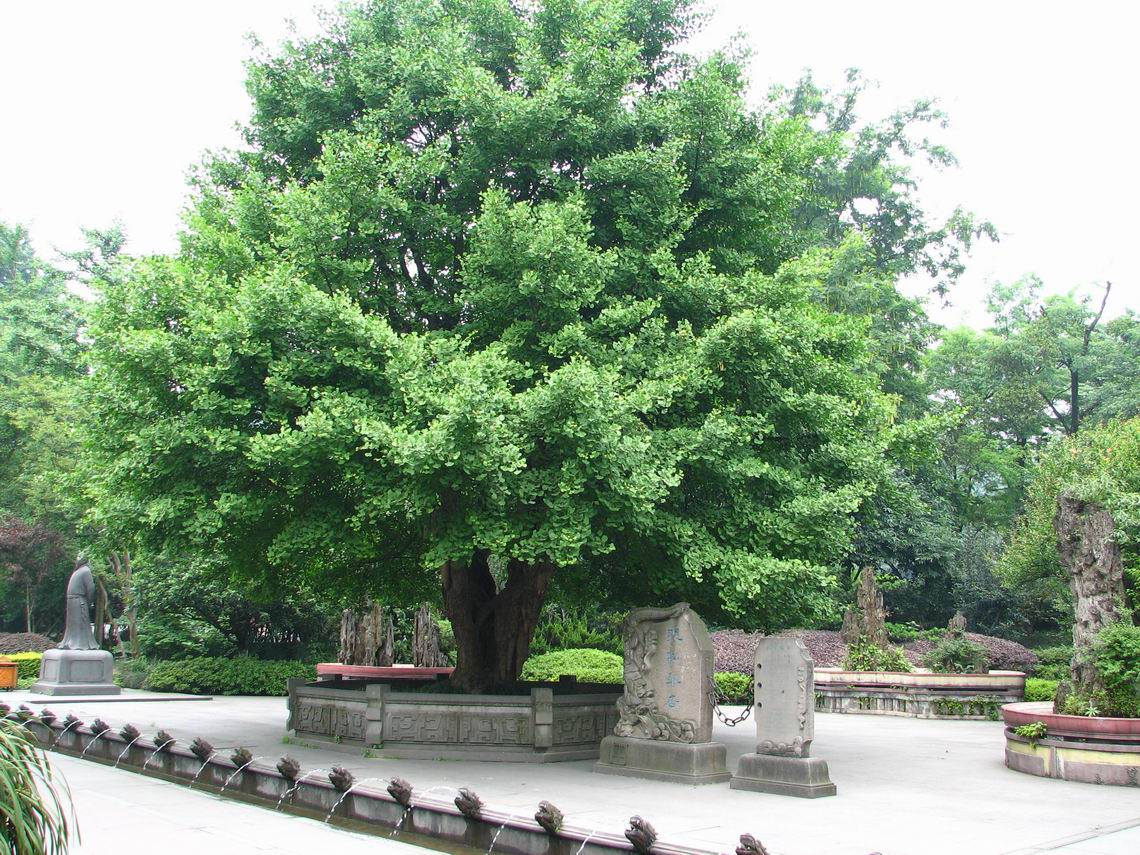 四川白树是什么样子图图片