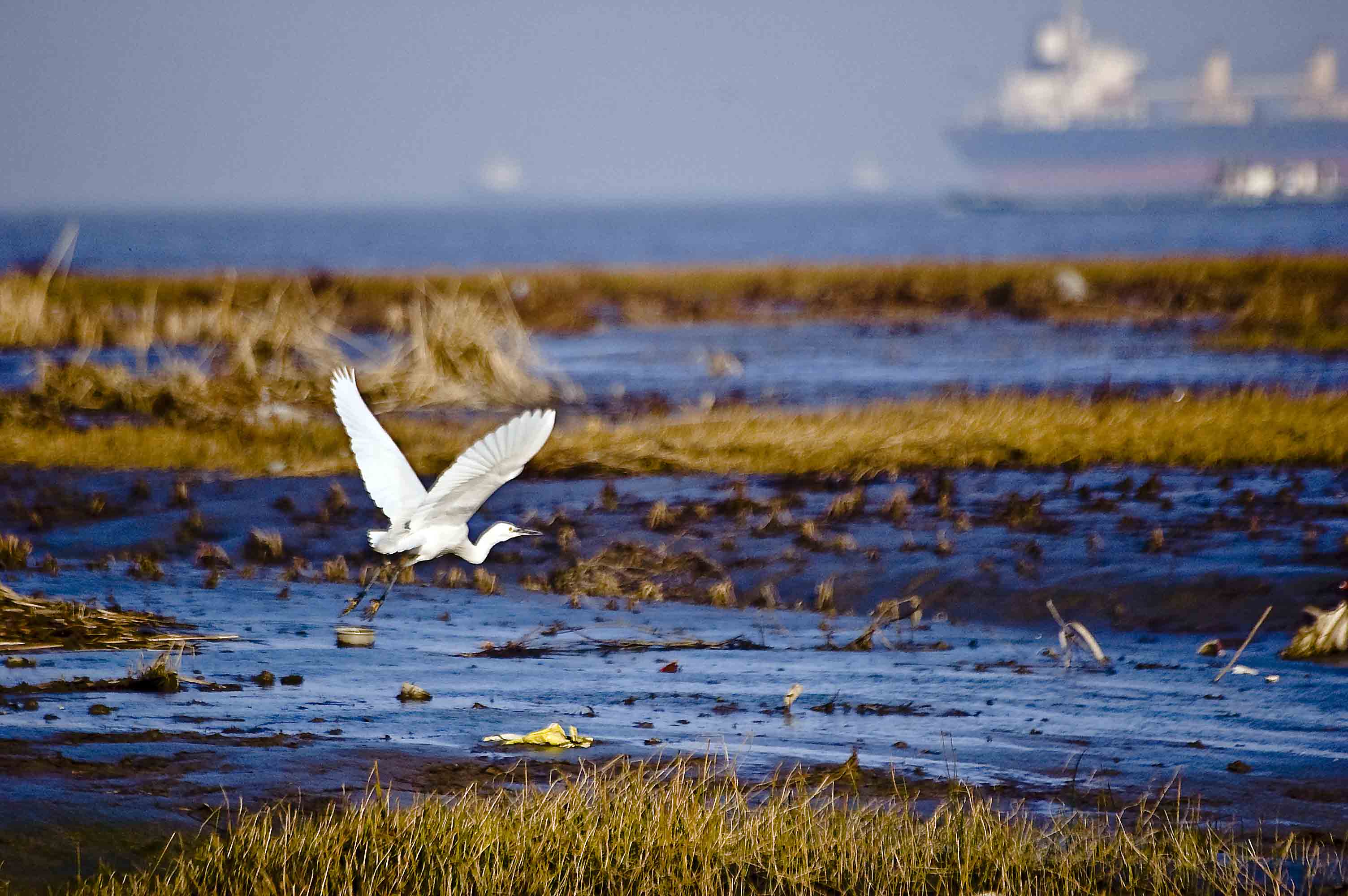 外面的世界真精彩-白鹭,翠鸟和海鸥