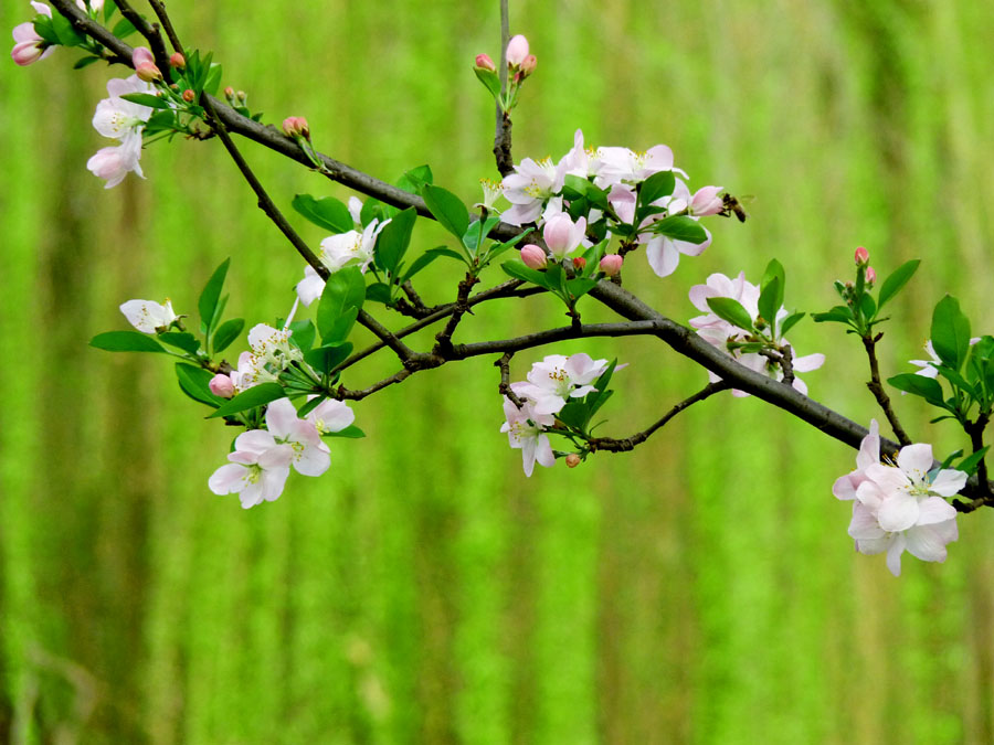 柳暗花明又一春
