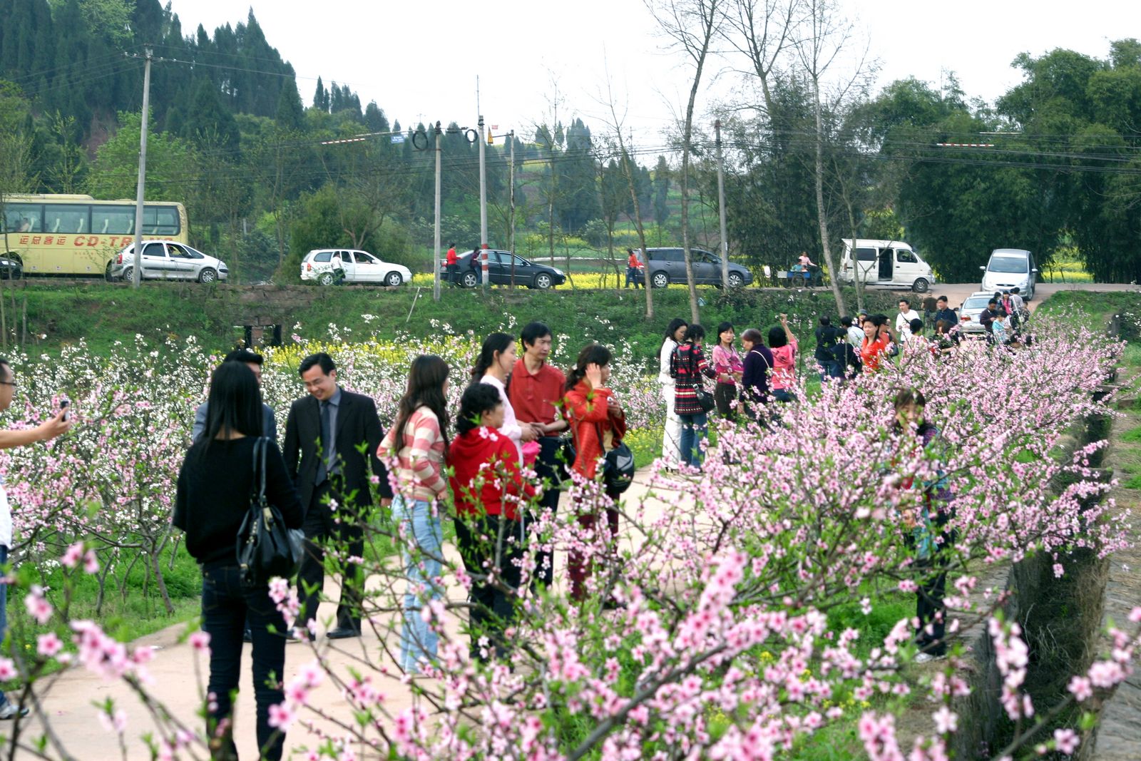 重庆潼南油菜花节照片