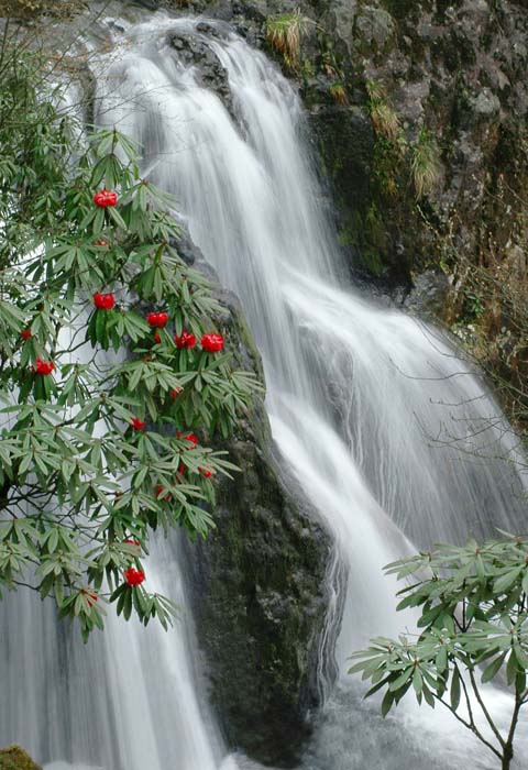清明出发,原始森林中探寻天生桥瀑布,赏漫山遍沟杜鹃怒放盛景