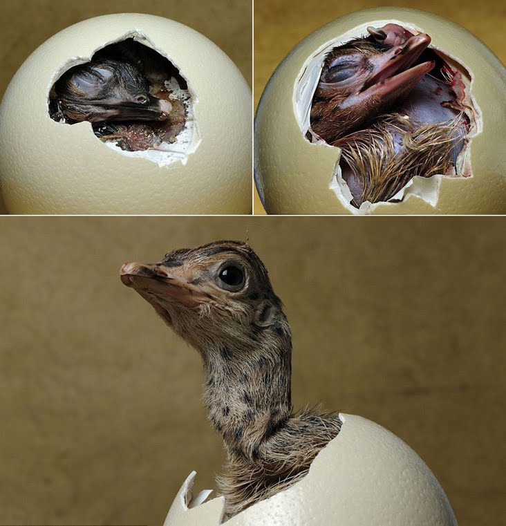 一组动物出壳过程(z)