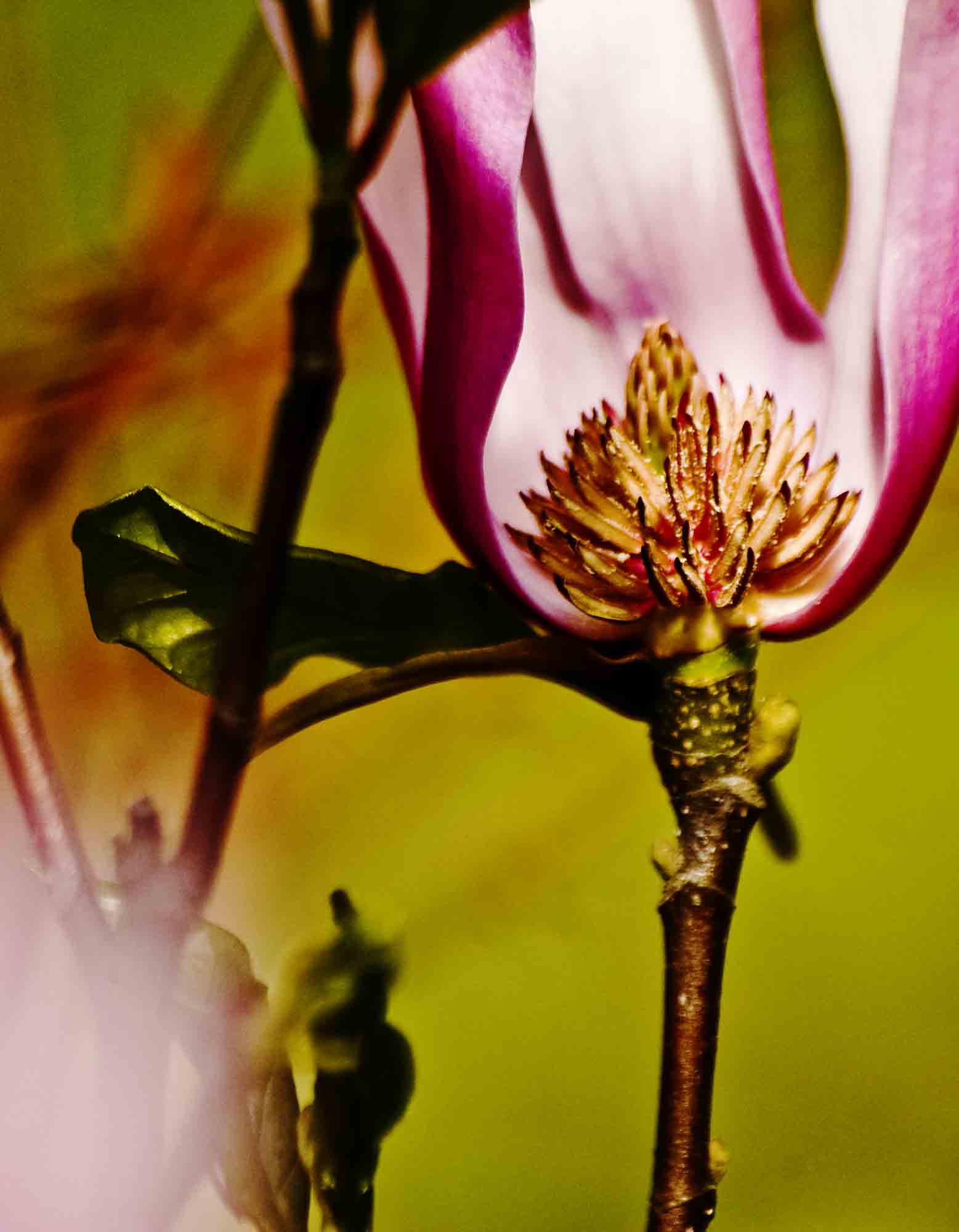 玉兰花花蕊像什么图片