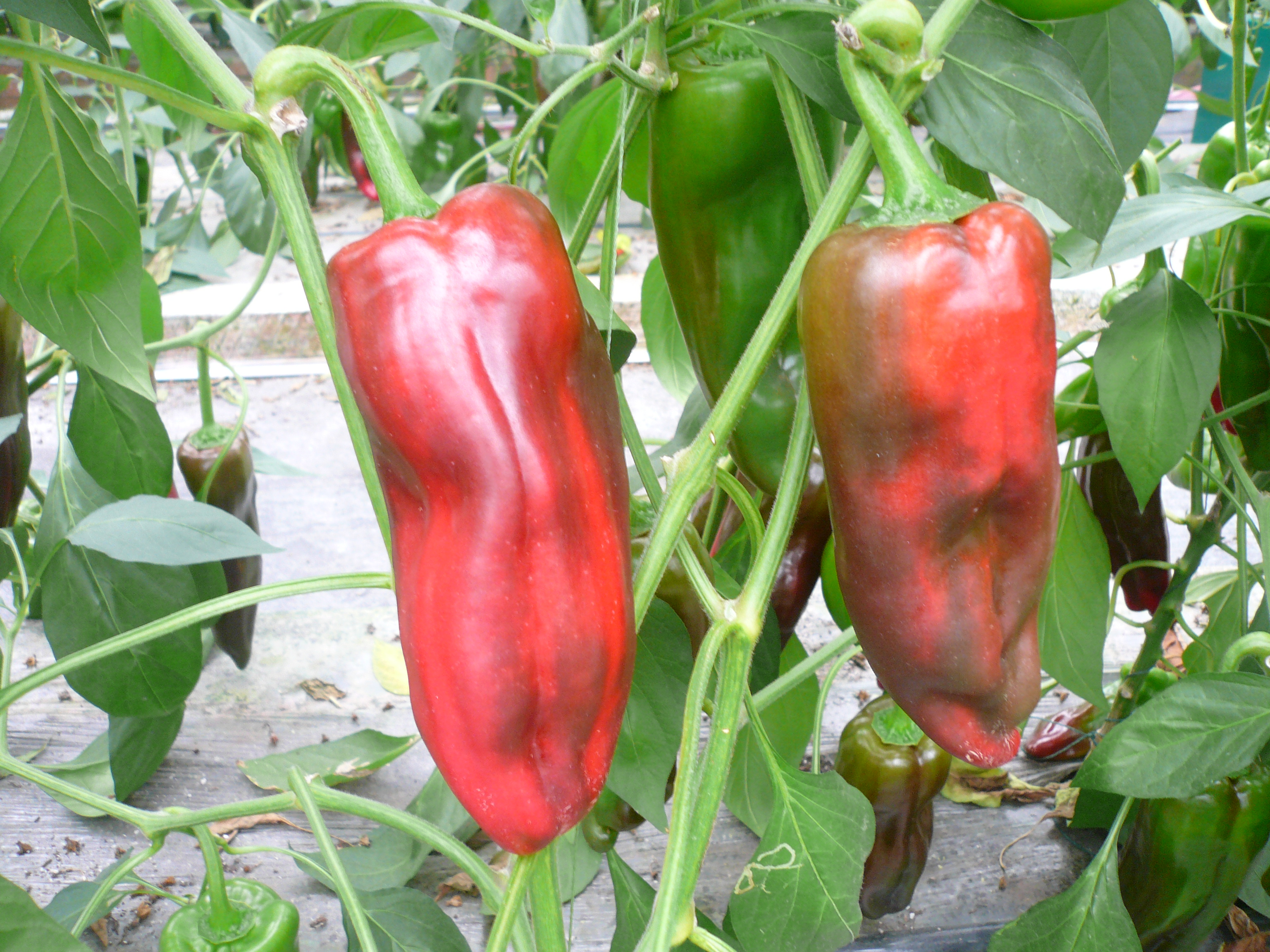 8# lolo       大海椒