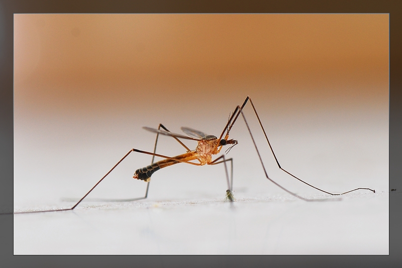美丽的"长脚蚊"(微距)