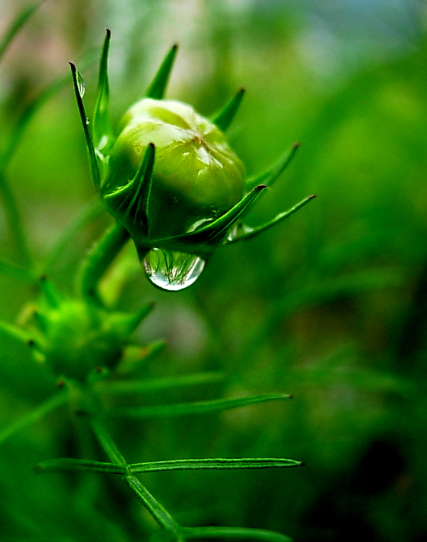 清晨雨露图片 滋润图片