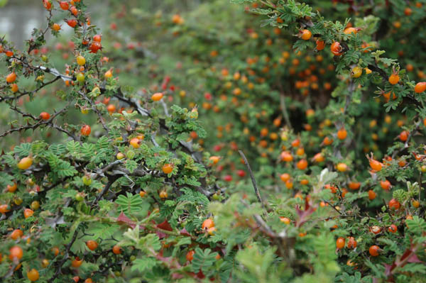 图〕美丽的大箐梁子,快去摘野果吃