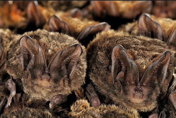 摄影师近拍成千上万只蝙蝠在洞穴冬眠