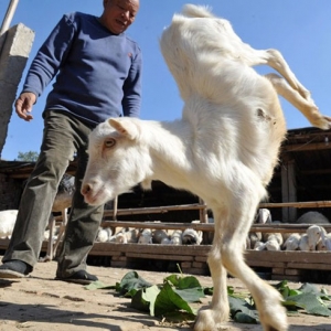 �ӱ��֡����ǿ��������������